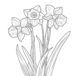 Daffodil Coloring Page - Printable Coloring page