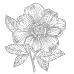 Easy Coloring Pages Flowers