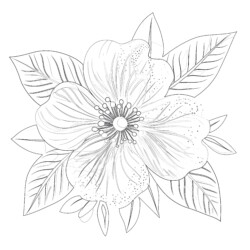 Easy Flower Coloring Page - Printable Coloring page