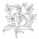 Floral Colouring Pages