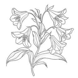 Floral Colouring Pages - Printable Coloring page