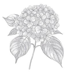 Flower Coloring Page Free - Printable Coloring page