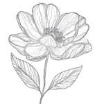 Flower Picture Coloring Page