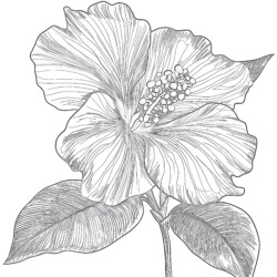 Free Flower Coloring Page - Printable Coloring page