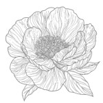 Free Flower Coloring Pages