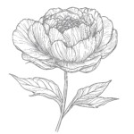 Free Printable Flower Coloring Pages