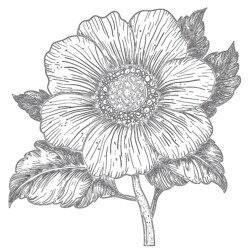 Free Printable Flower Coloring Sheets - Printable Coloring page