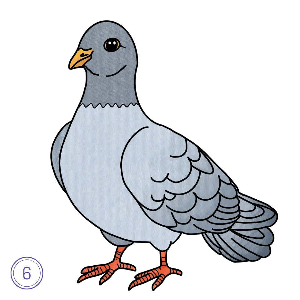 How to Draw a Pigeon Step 6