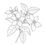 Jasmine Coloring Pages