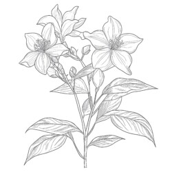 Jasmine Coloring Sheet Coloring Page - Printable Coloring page