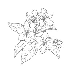 Jasmine Colouring - Printable Coloring page