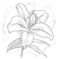 Lily Coloring Page - Printable Coloring page