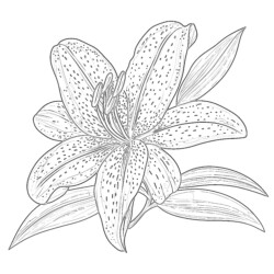 Lily Flower Coloring Page - Printable Coloring page