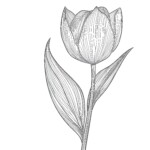 Picture Of Flower For Coloring