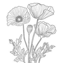 Poppy Day Colouring Pages - Printable Coloring page