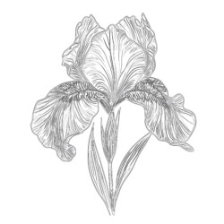 Printable Flower Pictures To Color - Printable Coloring page