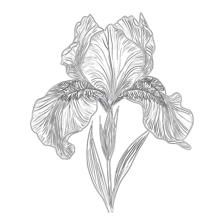 Printable Flower Pictures To Color