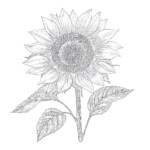 Sunflower Color Sheet