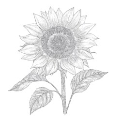 Sunflower Color Sheet - Printable Coloring page