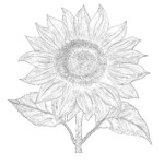 Sunflower Coloring