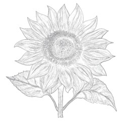 Sunflower Coloring Page - Printable Coloring page