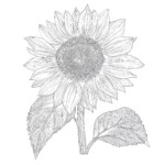 Sunflower Coloring Template