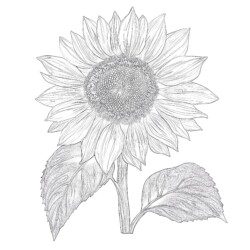 Sunflower Coloring Template - Printable Coloring page