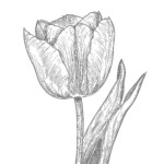 Tulip Color Sheet