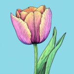 Tulip Color Sheet 2 2