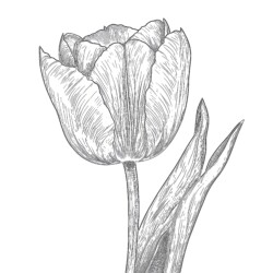 Tulip Color Sheet - Printable Coloring page