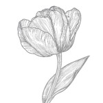 Tulip Coloring