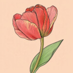 Tulip Coloring 2 2