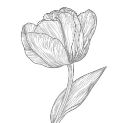 Tulip Coloring Page - Printable Coloring page