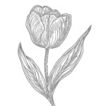 Tulip Colouring