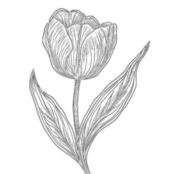 Tulip Colouring Page - Printable Coloring page