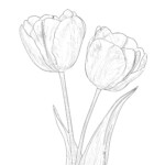 Tulip Flower Colouring