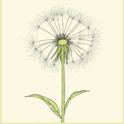 Dandelion Coloring Page - Origin image