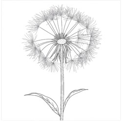 Dandelion Coloring Page - Printable Coloring page