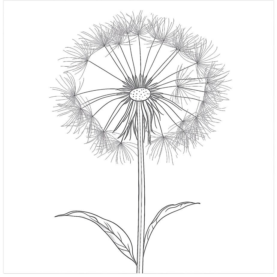 Dandelion Coloring Page