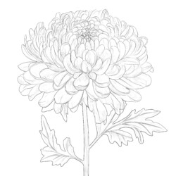 Flower Color Sheets Printables - Printable Coloring page