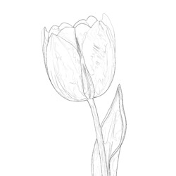 Flower Coloring Ideas - Printable Coloring page