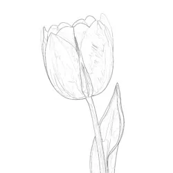 Flower Coloring Ideas - Printable Coloring page