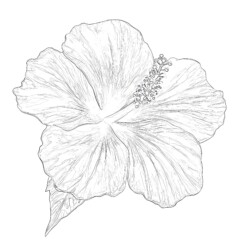 Flower Coloring Pages For Adults Free - Printable Coloring page