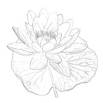 Flower Coloring Pages Hard