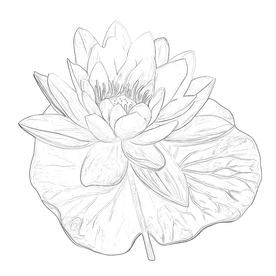 Flower Coloring Pages Hard