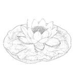 Flower Coloring Worksheet