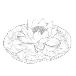 Flower Coloring Worksheet - Printable Coloring page