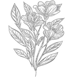 Flower Picture To Colour In Coloring Page - Printable Coloring page