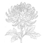 Flower Printable Coloring Sheets