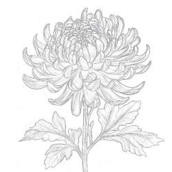 Flower Printable Coloring Sheets - Printable Coloring page